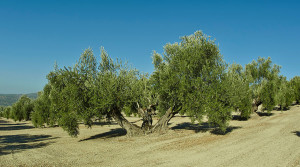 LA CHINATA VILLENA