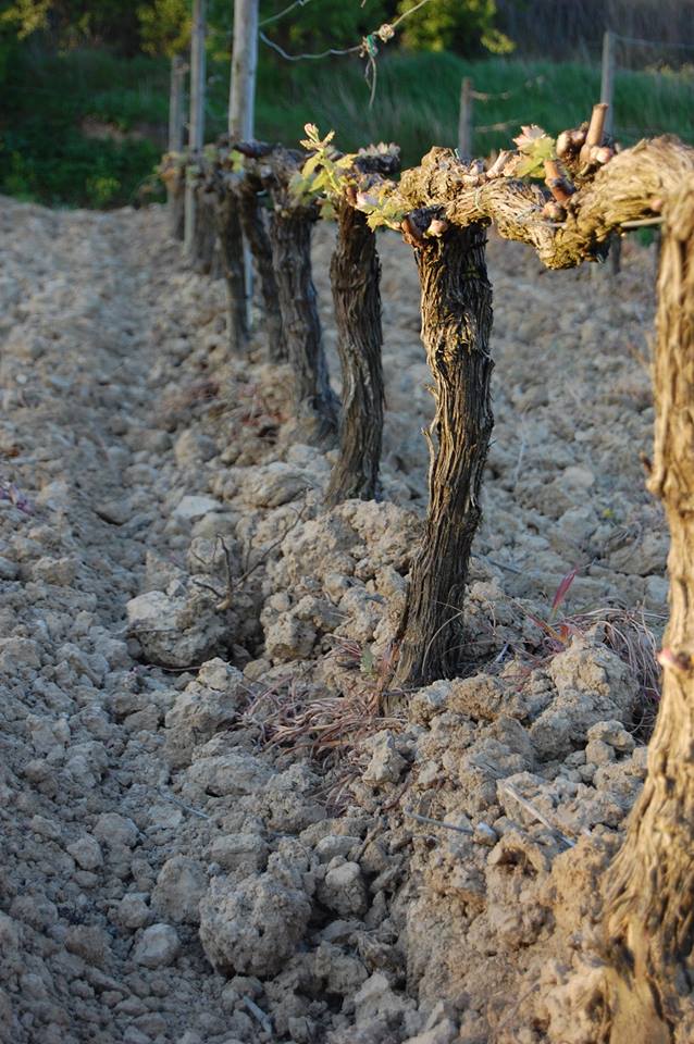 Valenciso el rioja más moderno de los clasicos - Quiero Delicatessen - Villena