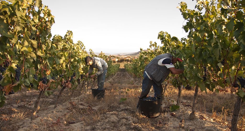 Valenciso el rioja más moderno de los clasicos - Quiero Delicatessen - Villena