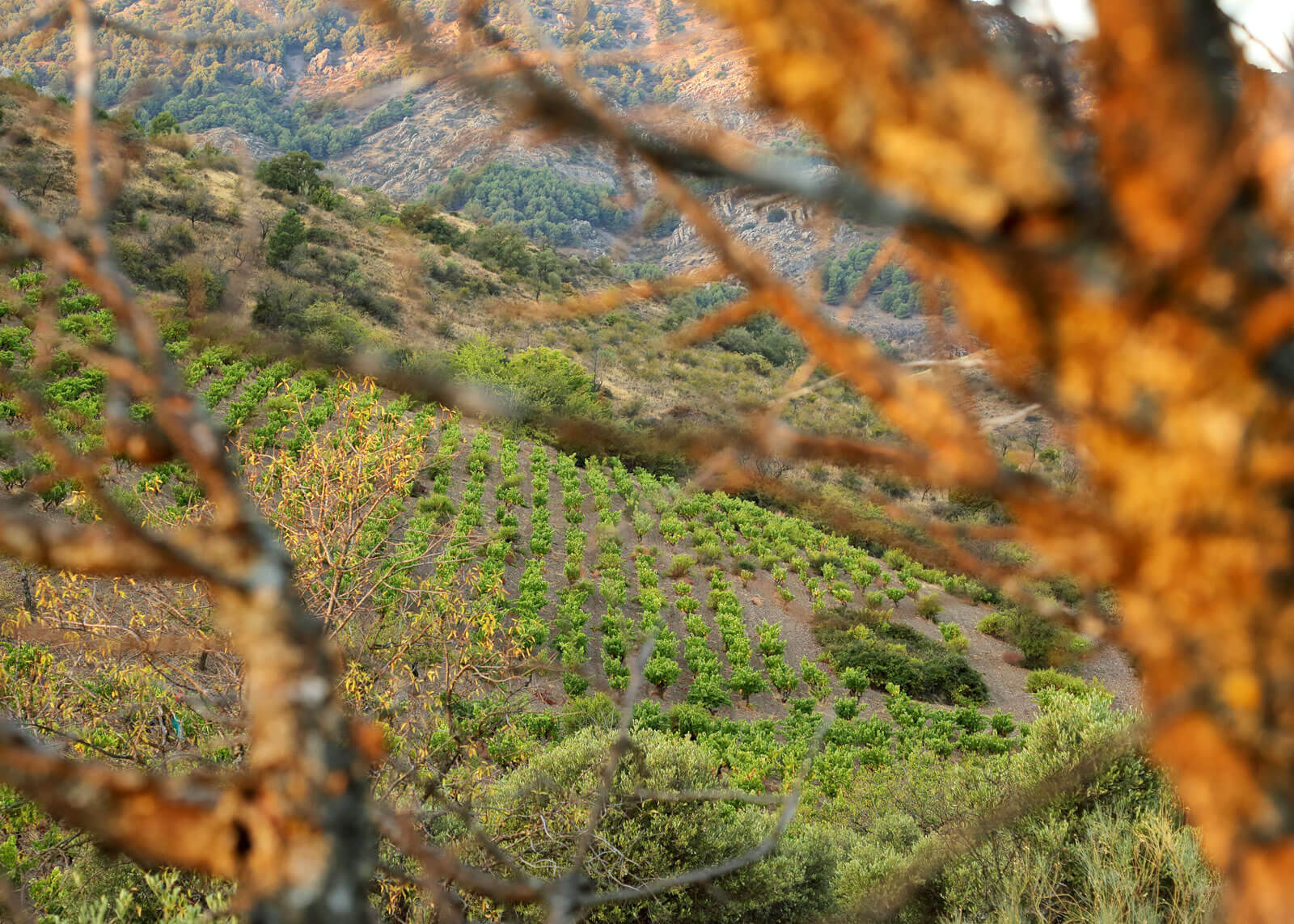 Frontonio - Bodega - Bodegas - Quiero Delicatessen - Villena - Alicante