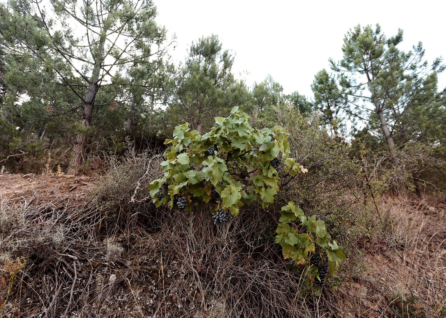 Frontonio - Bodega - Bodegas - Quiero Delicatessen - Villena - Alicante