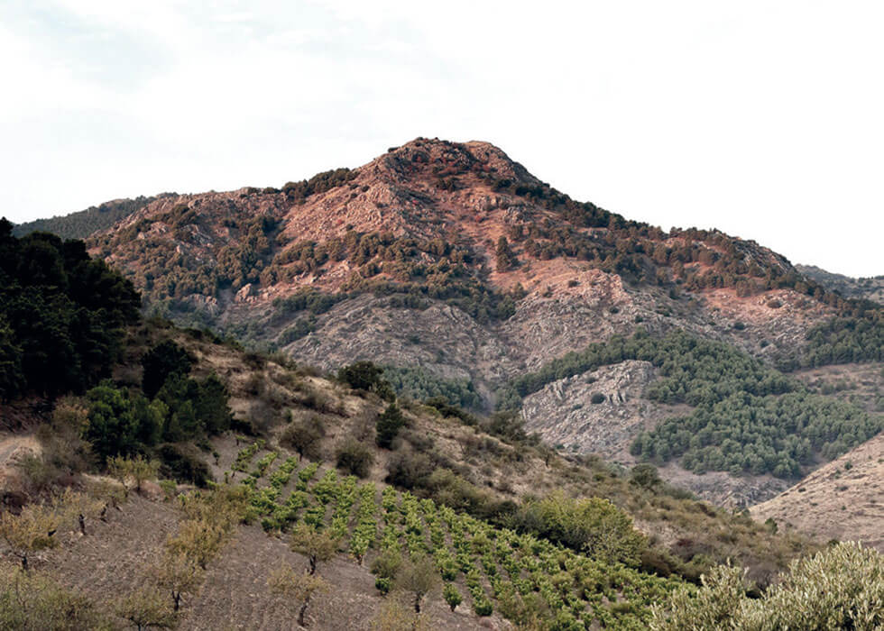 Frontonio - Bodega - Bodegas - Quiero Delicatessen - Villena - Alicante