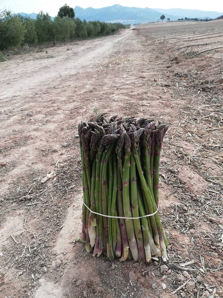 Esparrago de Villena - Green Asparagus Villena - Esparragos - Quiero Delicatessen