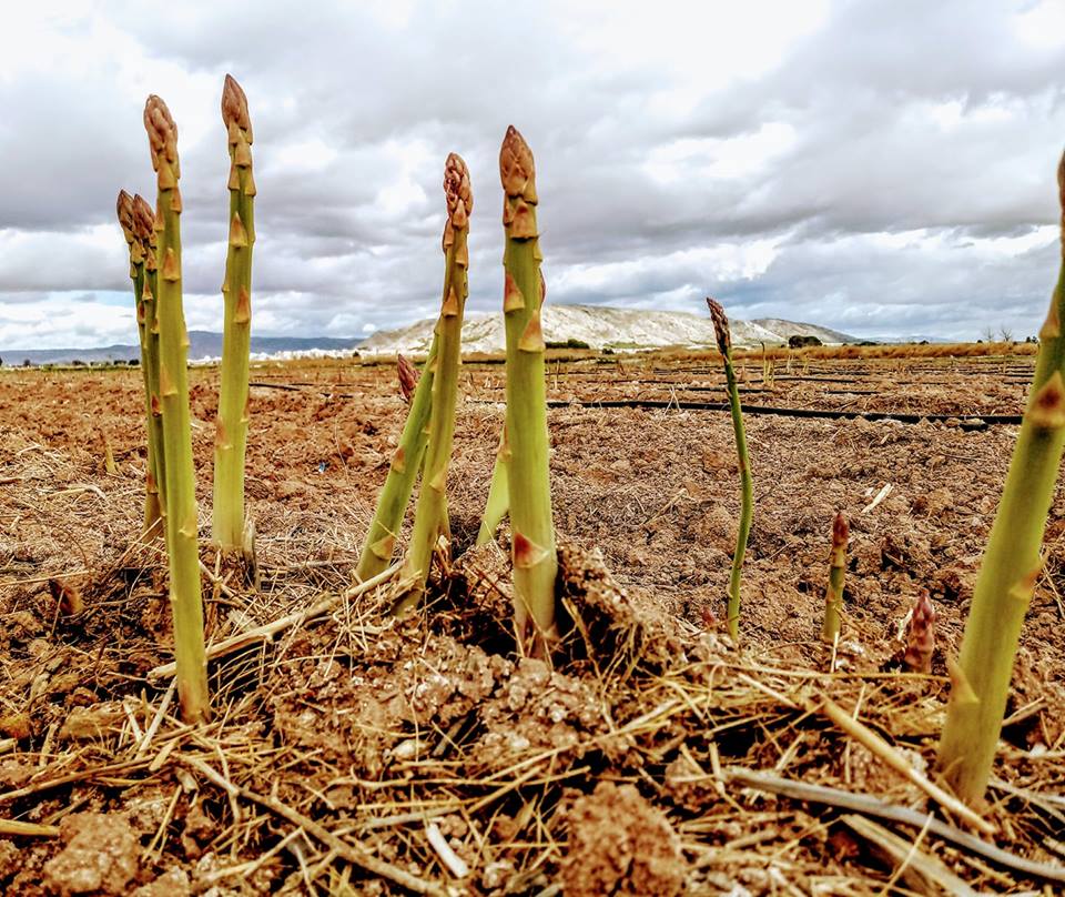 Esparrago de Villena - Green Asparagus Villena - Esparragos - Quiero Delicatessen