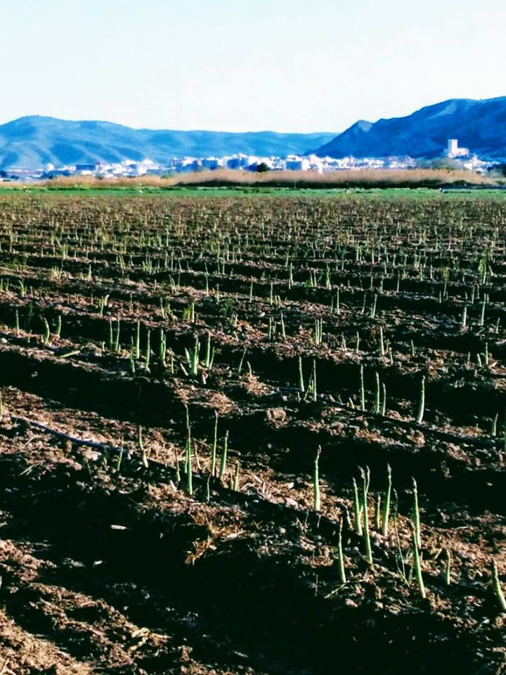 Esparrago de Villena - Green Asparagus Villena - Esparragos - Quiero Delicatessen