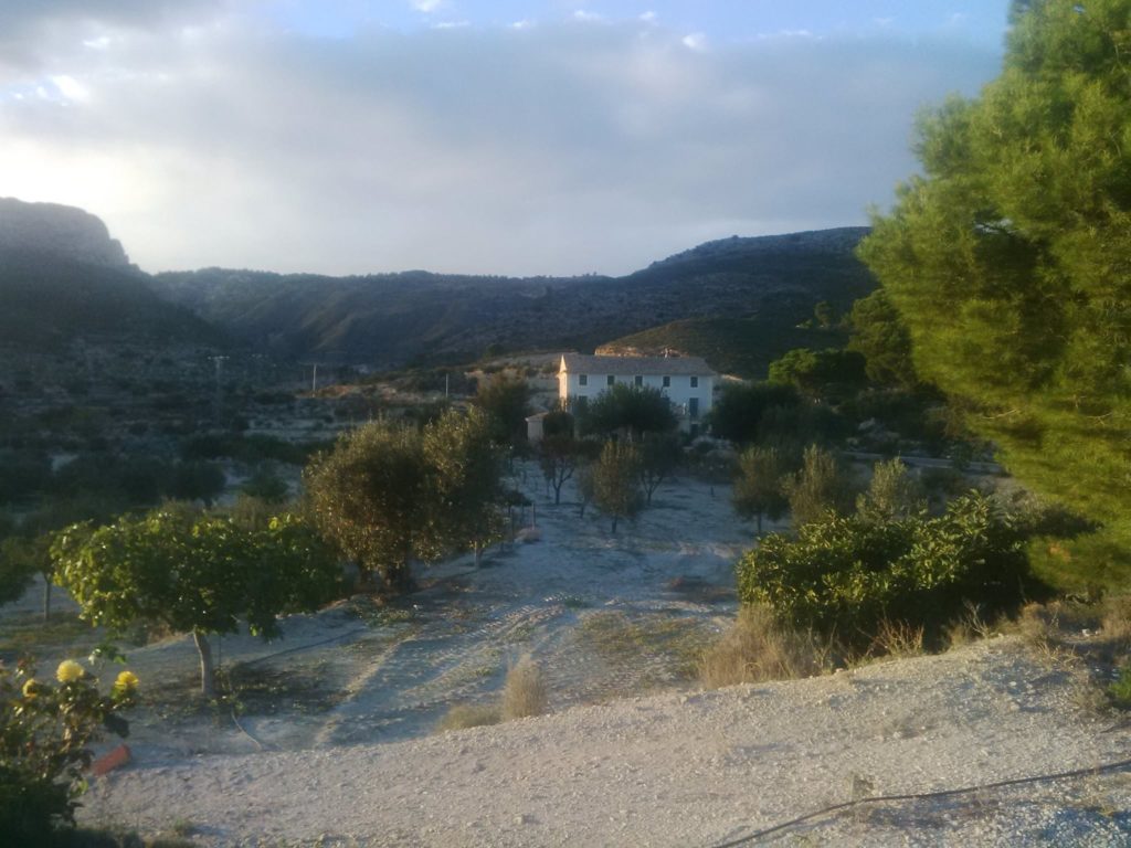 Señorios de Relleu - Aceite de oliva virgem - AOVE - Aceite - Quiero Delicatessen - Villena - Alicante