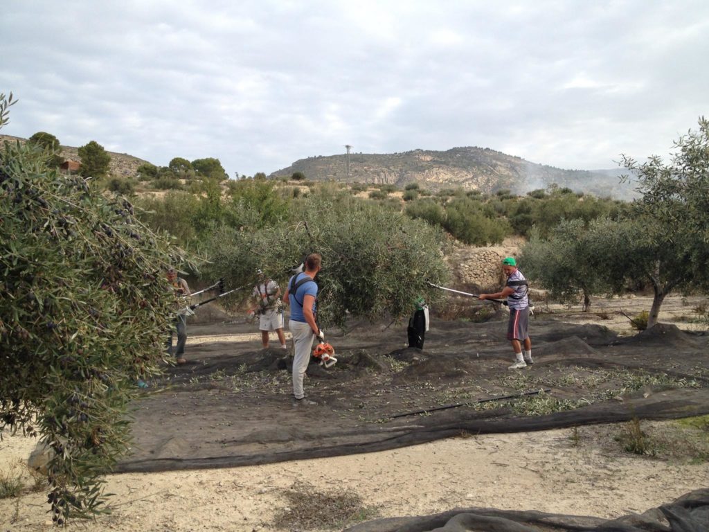 Señorios de Relleu - Aceite de oliva virgem - AOVE - Aceite - Quiero Delicatessen - Villena - Alicante