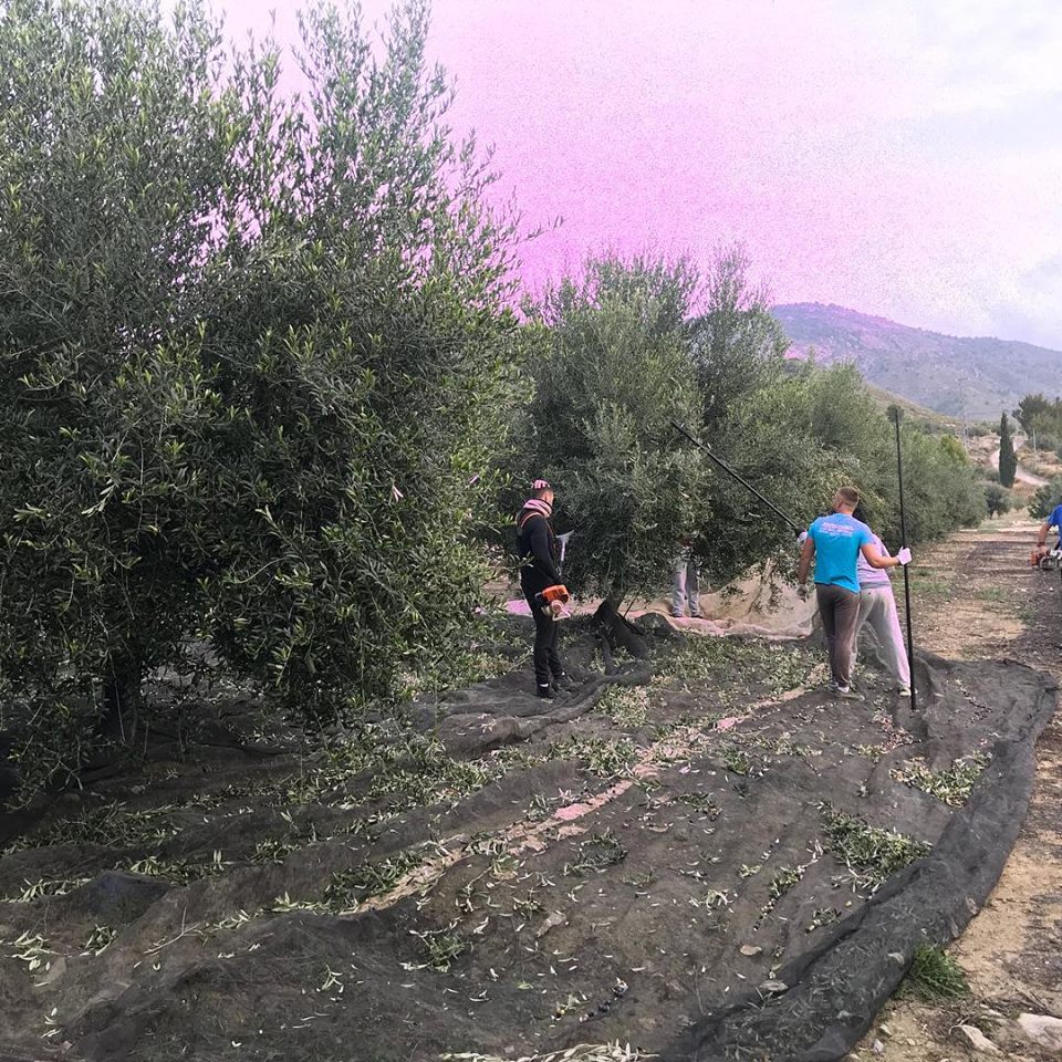 Señorios de Relleu - Aceite de oliva virgem - AOVE - Aceite - Quiero Delicatessen - Villena - Alicante