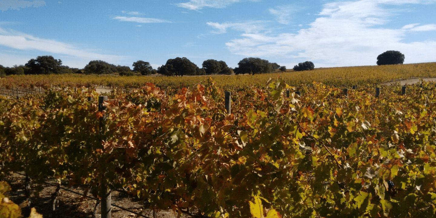 DEHESA DE LUNA - VINO - VINOS - QUIERO DELICATESSEN