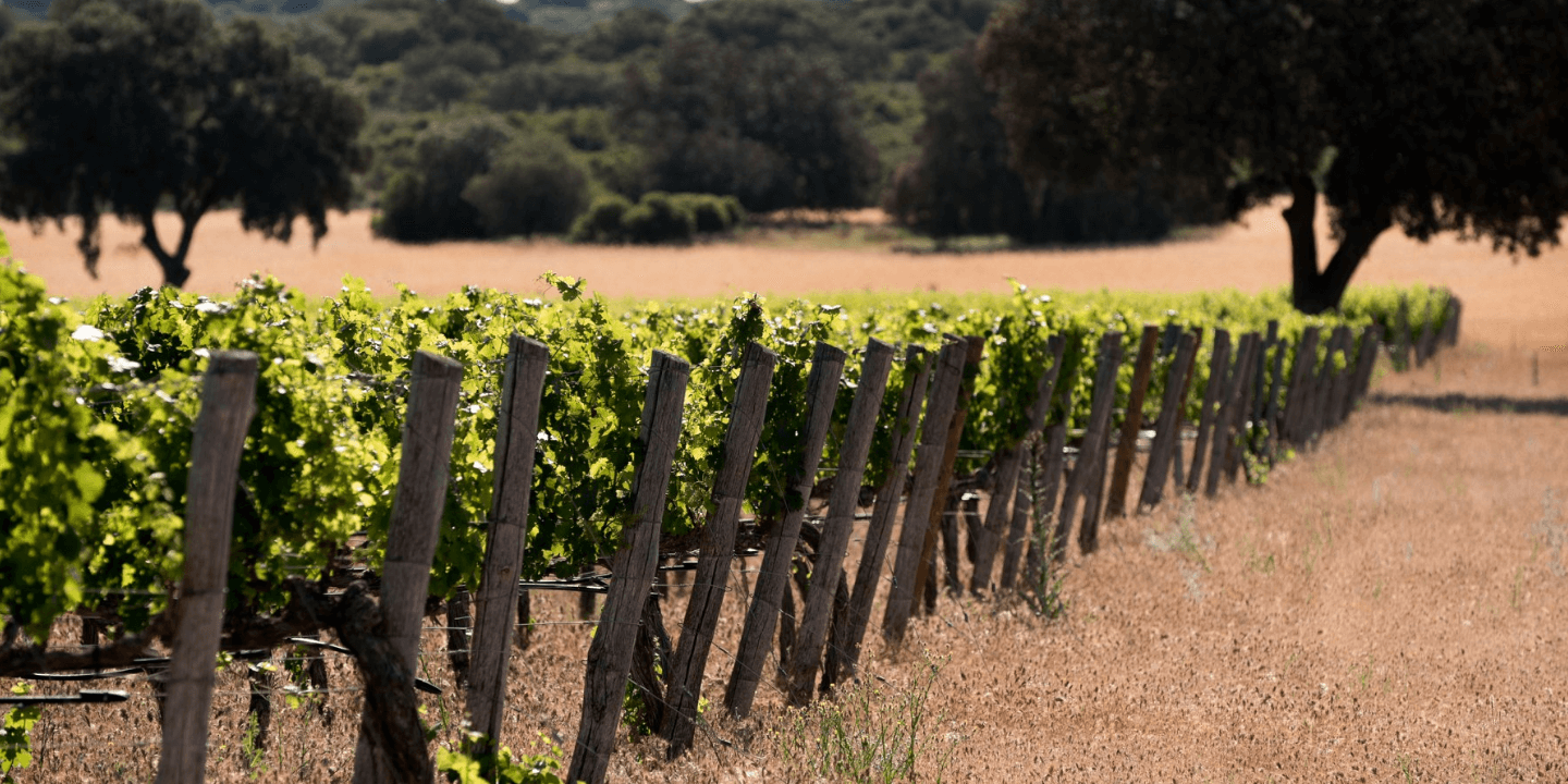 DEHESA DE LUNA - VINO - VINOS - QUIERO DELICATESSEN