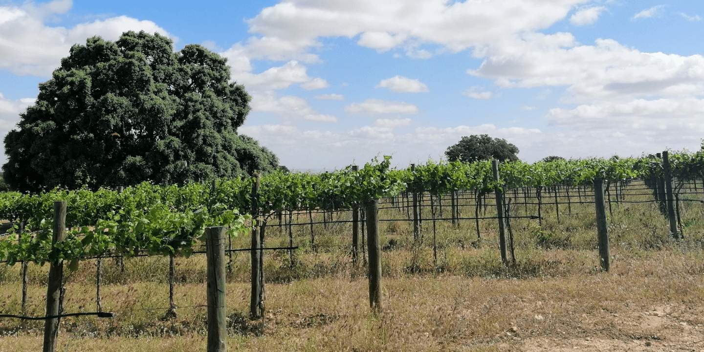 DEHESA DE LUNA - VINO - VINOS - QUIERO DELICATESSEN