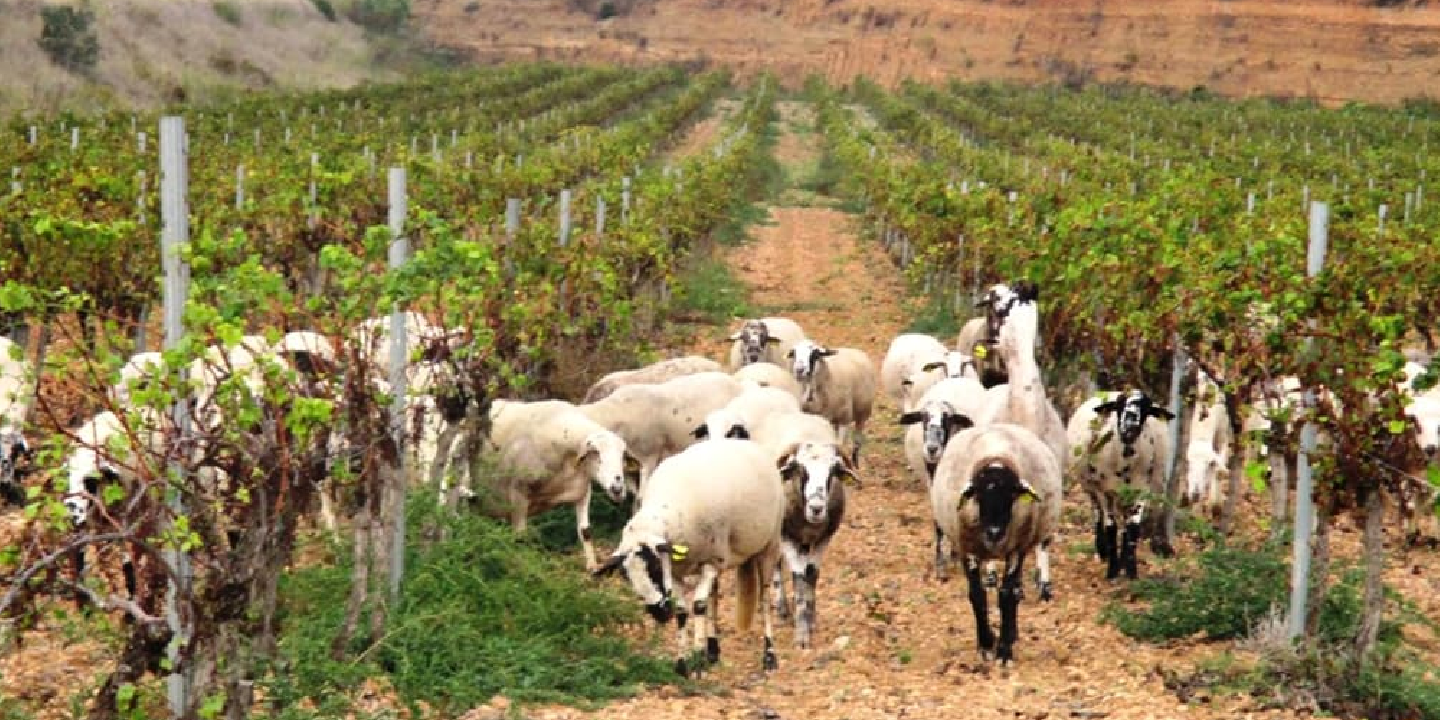 Bodega Sumarroca - Quiero Delicatessen - Villena - Alicante - Brut - Brut Nature