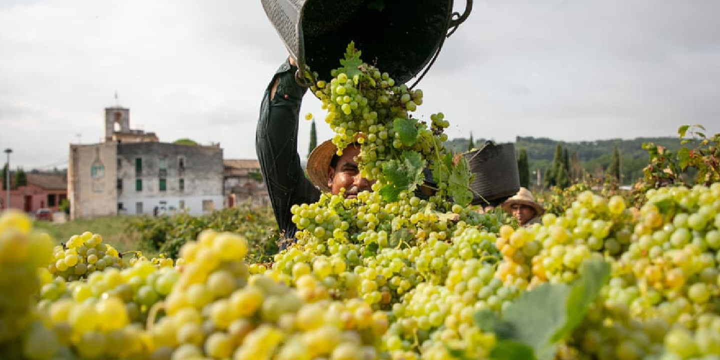 Bodega Sumarroca - Quiero Delicatessen - Villena - Alicante - Brut - Brut Nature