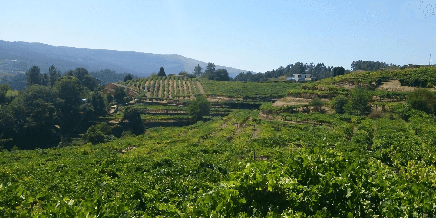 adegas galegas - vino - vinos - quiero - delicatessen