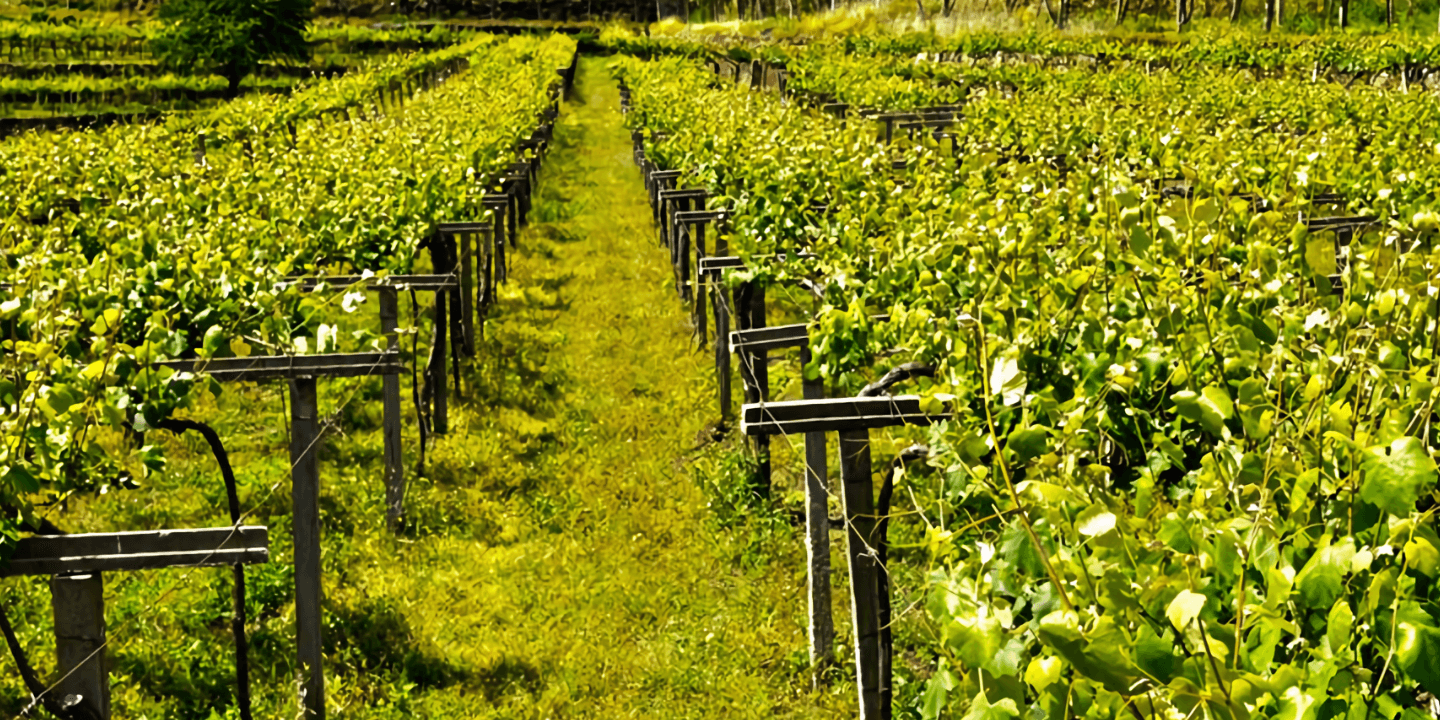 adegas galegas - vino - vinos - quiero - delicatessen