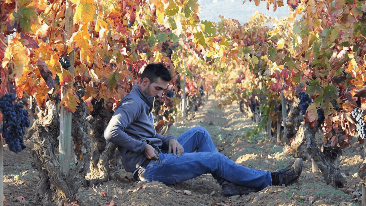 Imagen del viñedo de Bodegas Javier San Pedro