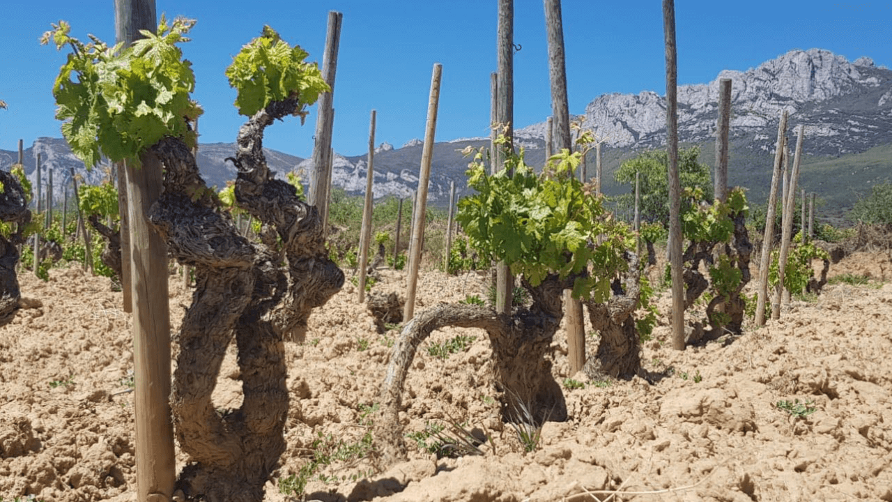 Imagen del viñedo de Bodegas Javier San Pedro