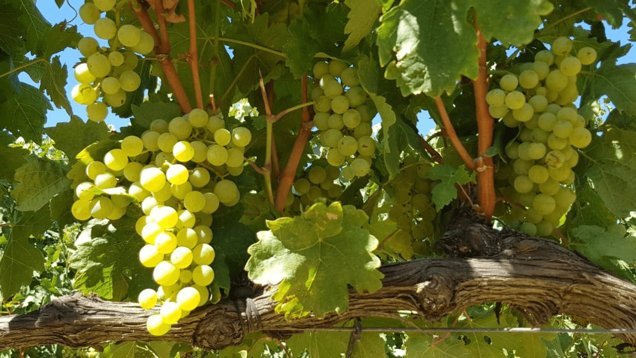 Imagen del viñedo de Bodegas Javier San Pedro