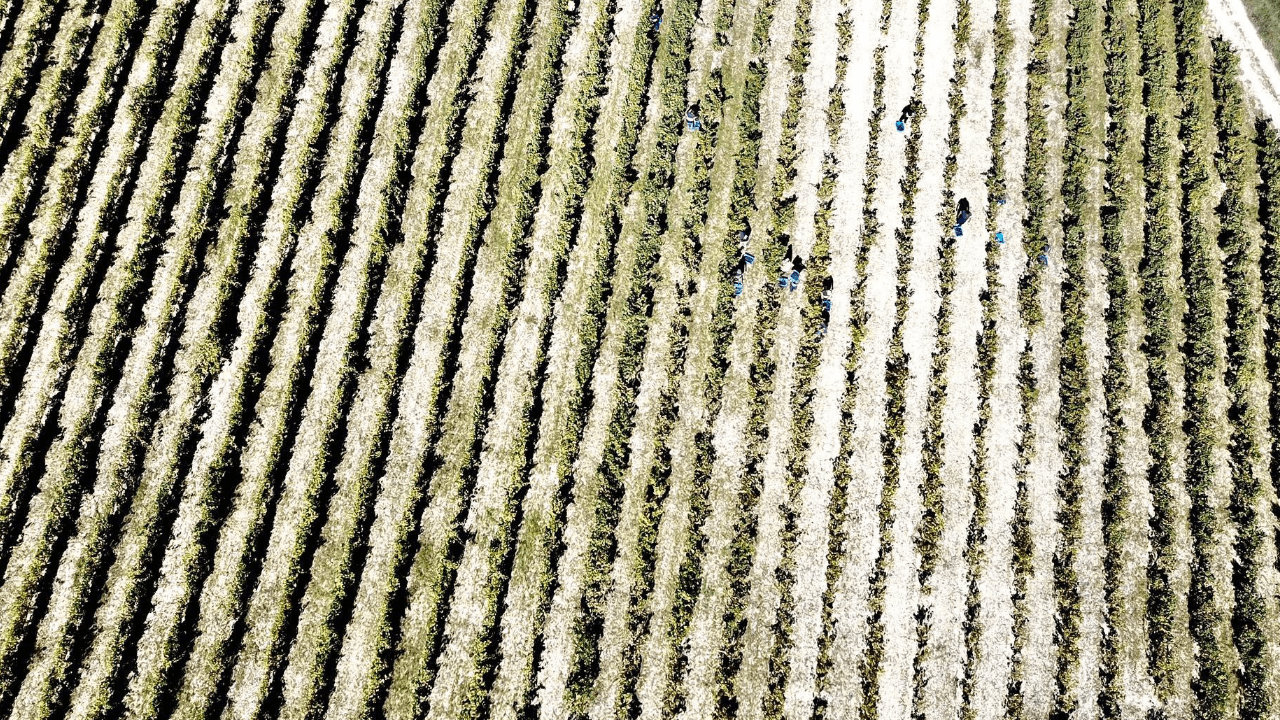 Imagen del viñedo de Bodegas Javier San Pedro