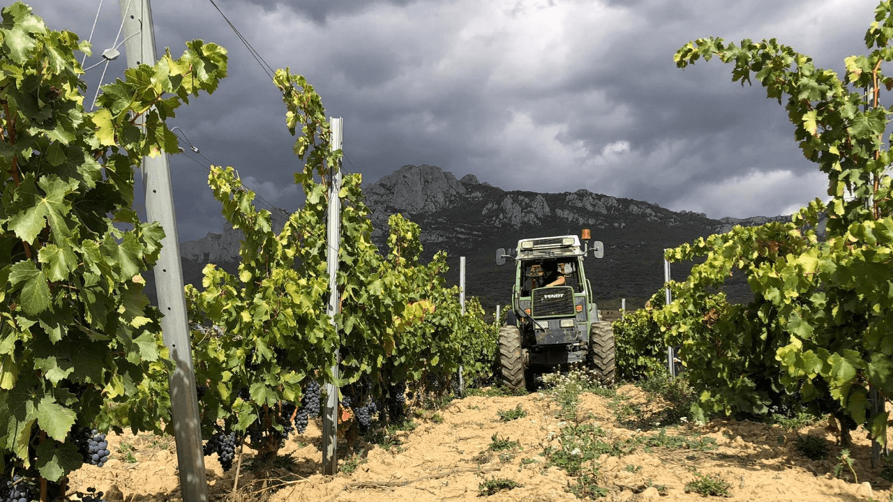 Imagen del viñedo de Bodegas Javier San Pedro