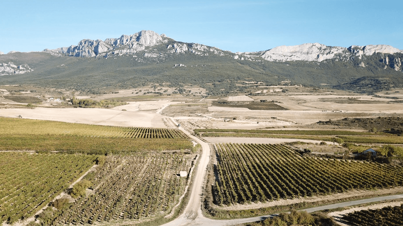 Imagen del viñedo de Bodegas Javier San Pedro