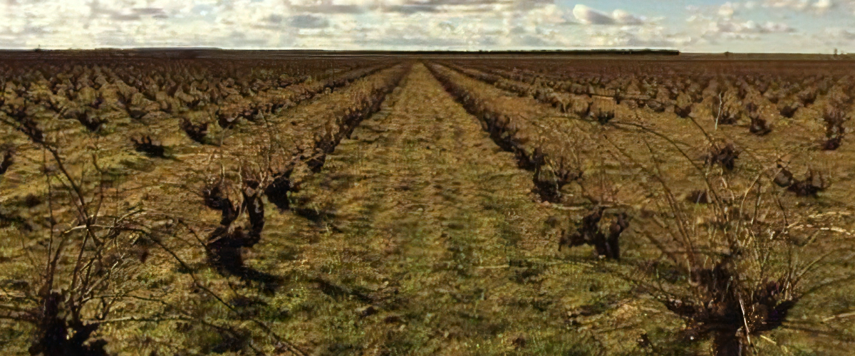 fotografía donde se ven los viñedos de los vinos maquina y tabla en quiero delicatessen