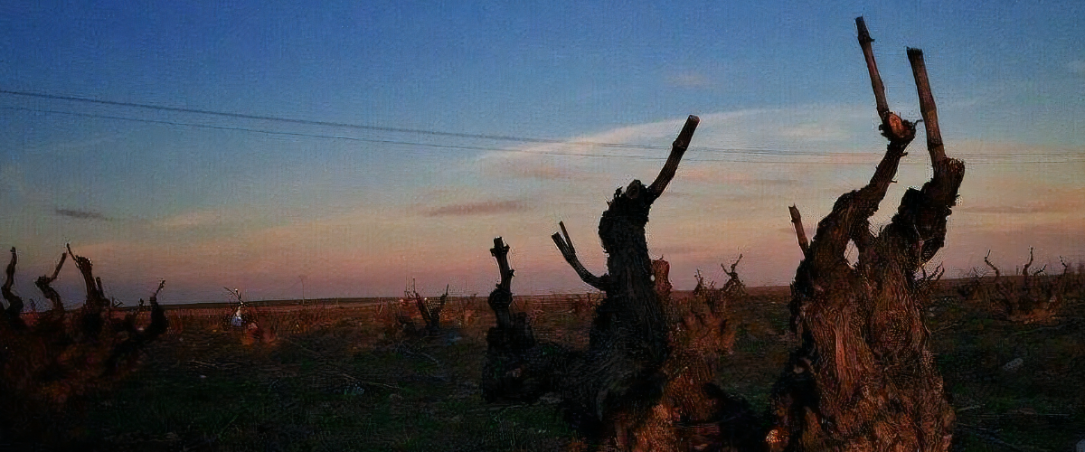 fotografía donde se ven los viñedos de los vinos maquina y tabla en quiero delicatessen