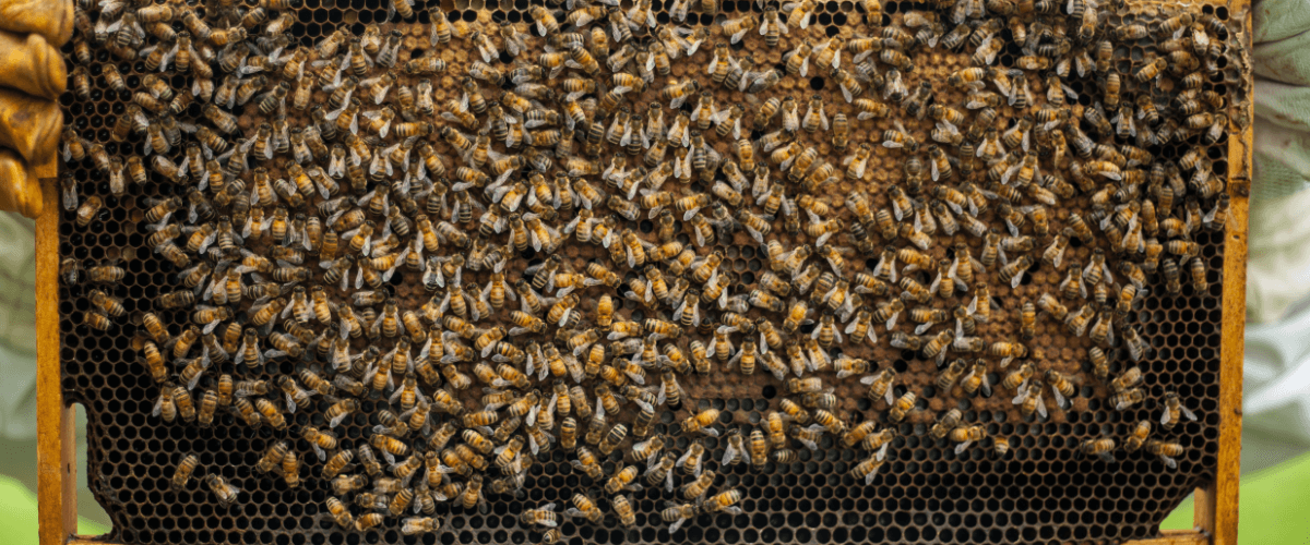 Fotografía donde se ve un panal de abejas. MIEL LOS PANALES DE CHINCHILLA - MIEL - QUIERO DELICATESSEN VILLENA - ALICANTE - MIEL VILLENA - MIEL ALICANTE