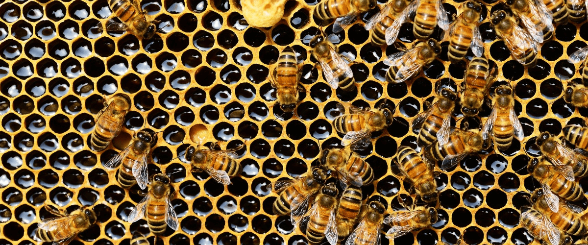 Fotografía donde se ve un panal de abejas. MIEL LOS PANALES DE CHINCHILLA - MIEL - QUIERO DELICATESSEN VILLENA - ALICANTE - MIEL VILLENA - MIEL ALICANTE