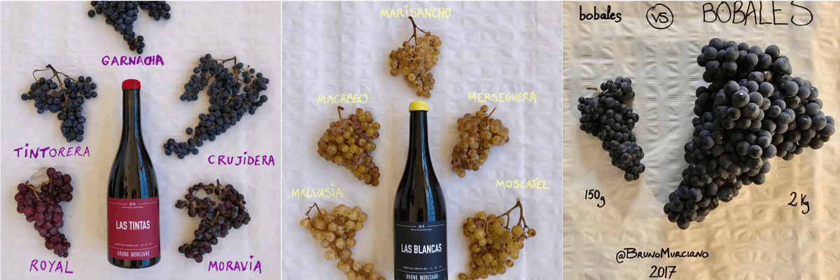 Una imagen de las uvas utilizadas para la elaboración de uno de sus vinos. Vinos Bruno y Jose Luis Murciano - Vinos en Quiero Delicatessen - Villena - Alicante - Vino - Vinos - Bobal