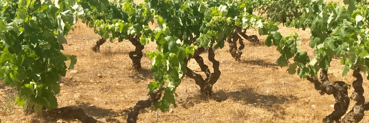 Imagen donde se pueden ver los viñedos de esta bodega. Vinos Bruno y Jose Luis Murciano - Vinos en Quiero Delicatessen - Villena - Alicante - Vino - Vinos - Bobal