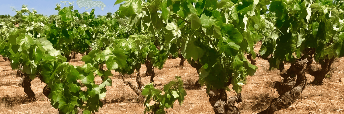 Imagen donde se pueden ver los viñedos de esta bodega. Vinos Bruno y Jose Luis Murciano - Vinos en Quiero Delicatessen - Villena - Alicante - Vino - Vinos - Bobal