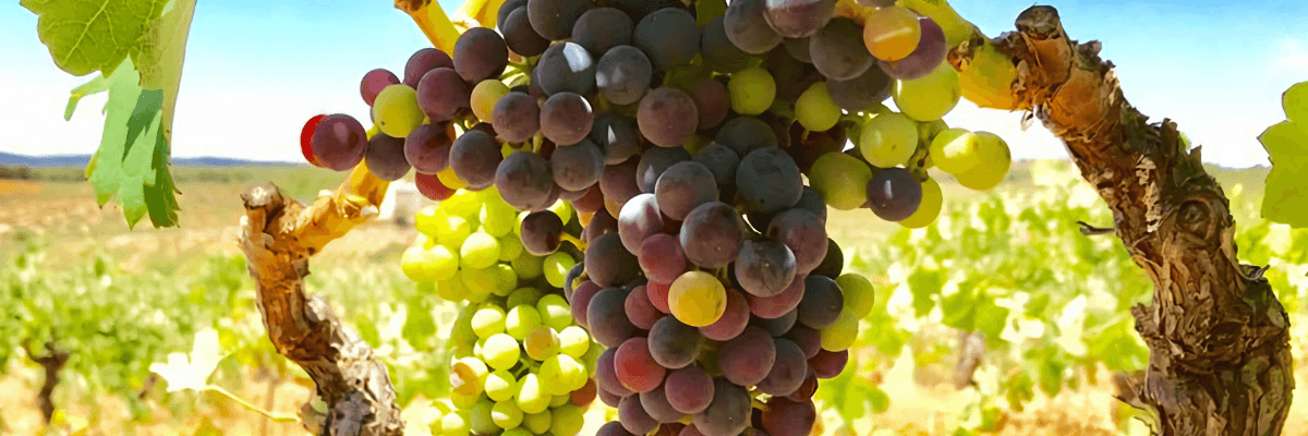 Imagen donde se pueden ver los viñedos de esta bodega. Vinos Bruno y Jose Luis Murciano - Vinos en Quiero Delicatessen - Villena - Alicante - Vino - Vinos - Bobal