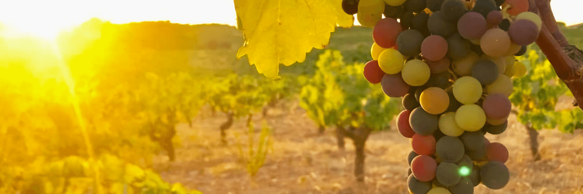 Imagen donde se pueden ver los viñedos de esta bodega. Vinos Bruno y Jose Luis Murciano - Vinos en Quiero Delicatessen - Villena - Alicante - Vino - Vinos - Bobal