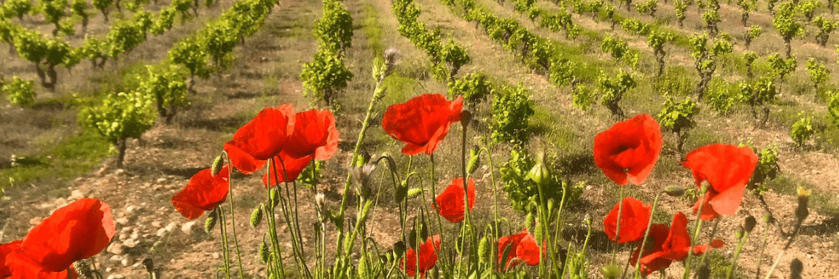 Imagen donde se pueden ver los viñedos de esta bodega. Vinos Bruno y Jose Luis Murciano - Vinos en Quiero Delicatessen - Villena - Alicante - Vino - Vinos - Bobal