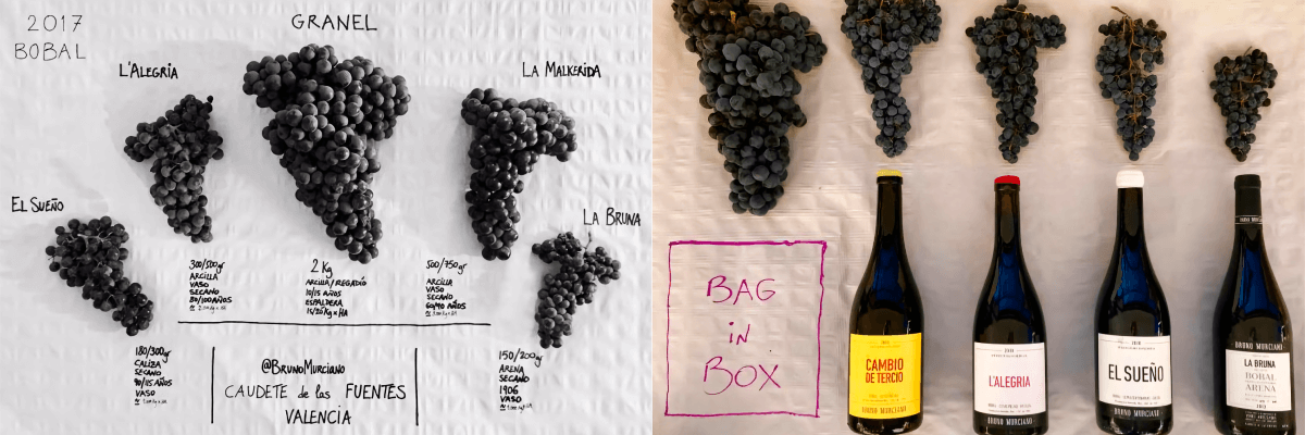 Una imagen de las uvas utilizadas para la elaboración de uno de sus vinos. Vinos Bruno y Jose Luis Murciano - Vinos en Quiero Delicatessen - Villena - Alicante - Vino - Vinos - Bobal