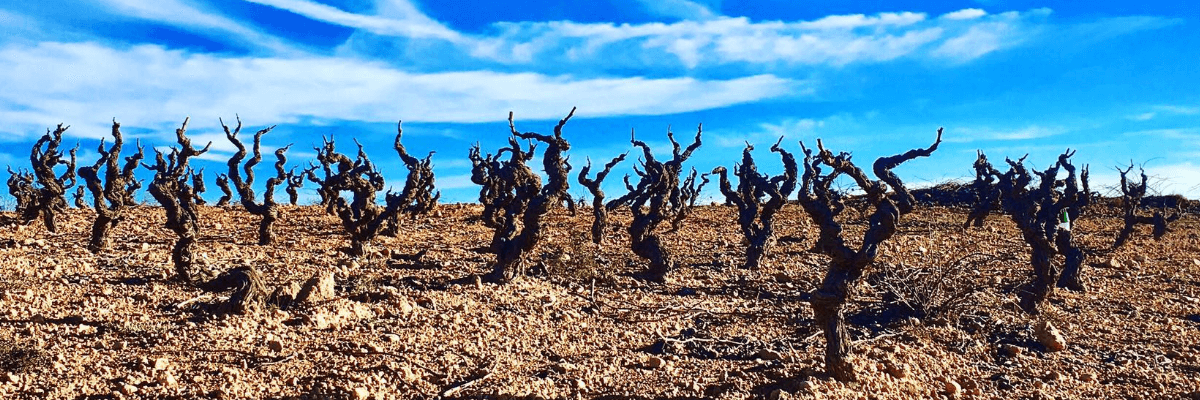 Imagen donde se pueden ver los viñedos de esta bodega. Vinos Bruno y Jose Luis Murciano - Vinos en Quiero Delicatessen - Villena - Alicante - Vino - Vinos - Bobal