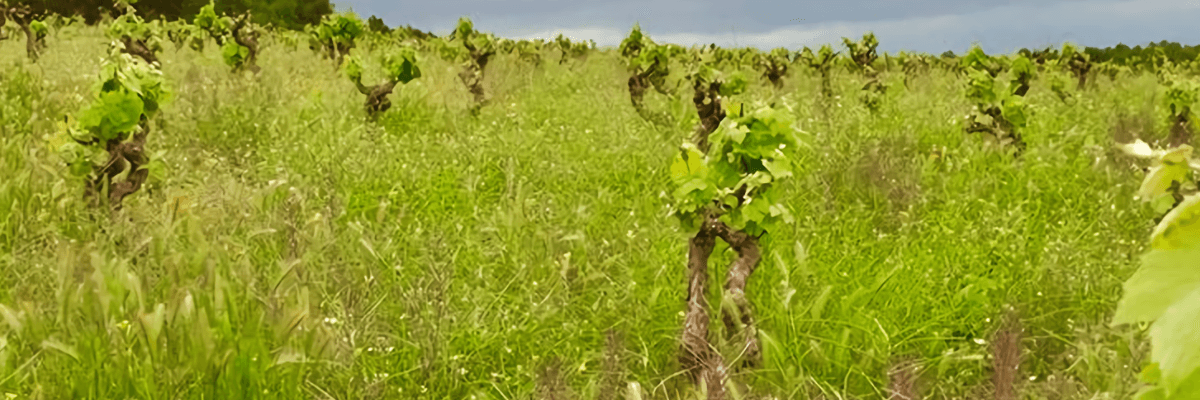 Imagen donde se pueden ver los viñedos de esta bodega. Vinos Bruno y Jose Luis Murciano - Vinos en Quiero Delicatessen - Villena - Alicante - Vino - Vinos - Bobal