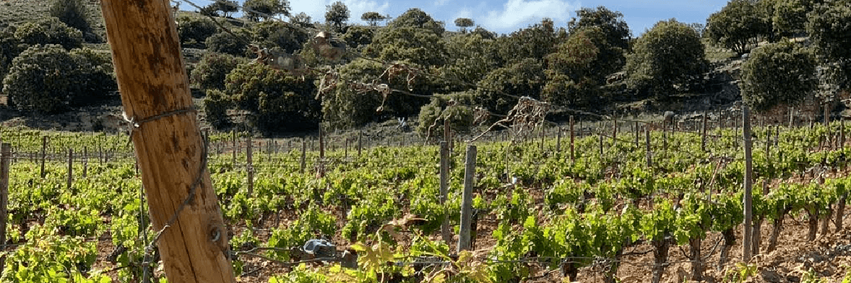 Fotografía de los viñedos San Cobate - Vinos San Cobate - Quiero Delicatessen - Villena - Alicante - Vino - Vinos