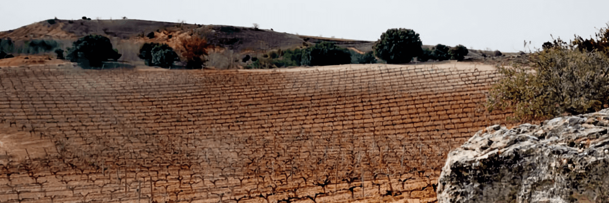 Fotografía de los viñedos San Cobate - Vinos San Cobate - Quiero Delicatessen - Villena - Alicante - Vino - Vinos