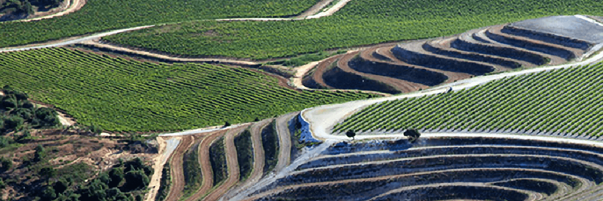 Fotografía de los viñedos San Cobate - Vinos San Cobate - Quiero Delicatessen - Villena - Alicante - Vino - Vinos