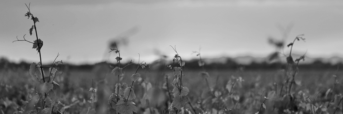 Fotografía de los viñedos San Cobate - Vinos San Cobate - Quiero Delicatessen - Villena - Alicante - Vino - Vinos