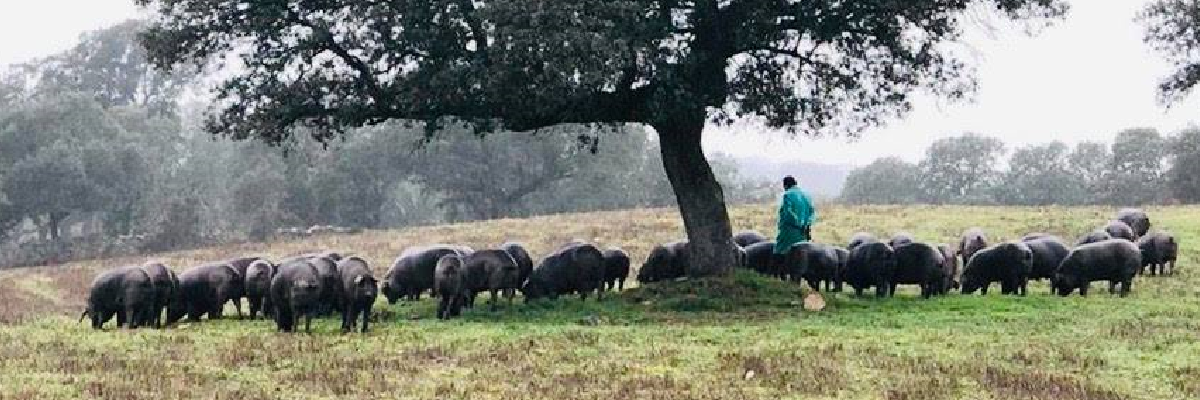 Imagen de la dehesa y de los cerdos ibéricos de Belloterra. En Quiero Delicatessen Belloterra - Crianza - bellota - ibérica - ibéricos - jamón