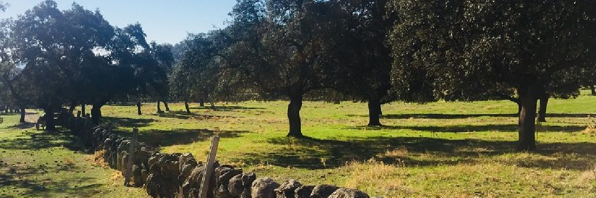 Imagen de la dehesa y de los cerdos ibéricos de Belloterra. En Quiero Delicatessen Belloterra - Crianza - bellota - ibérica - ibéricos - jamón