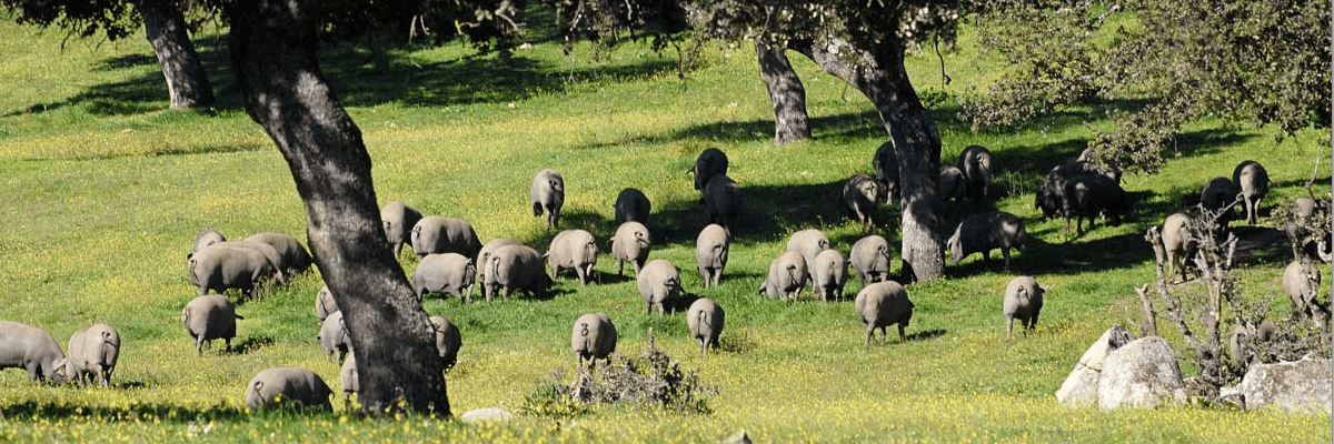 Imagen de la dehesa y de los cerdos ibéricos de Belloterra. En Quiero Delicatessen Belloterra - Crianza - bellota - ibérica - ibéricos - jamón