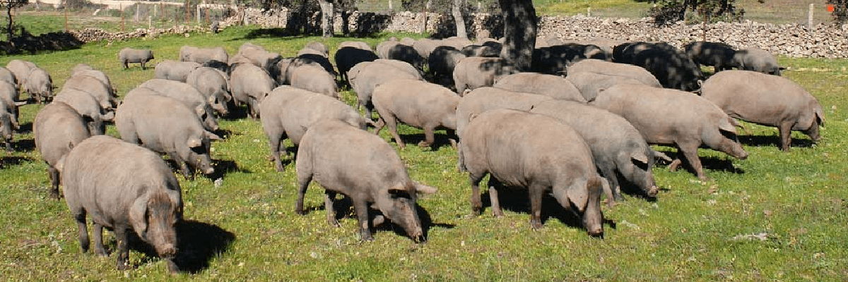 Imagen de la dehesa y de los cerdos ibéricos de Belloterra. En Quiero Delicatessen Belloterra - Crianza - bellota - ibérica - ibéricos - jamón