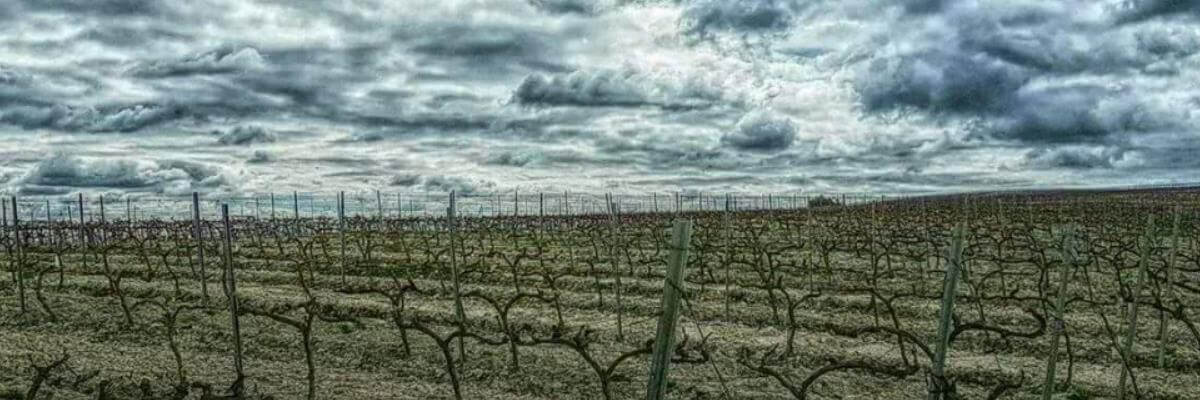 Fotografía de un viñedo o de uva - vinos fortificados - vinos generosos - vinos de jerez - quiero delicatessen - villena - alicante