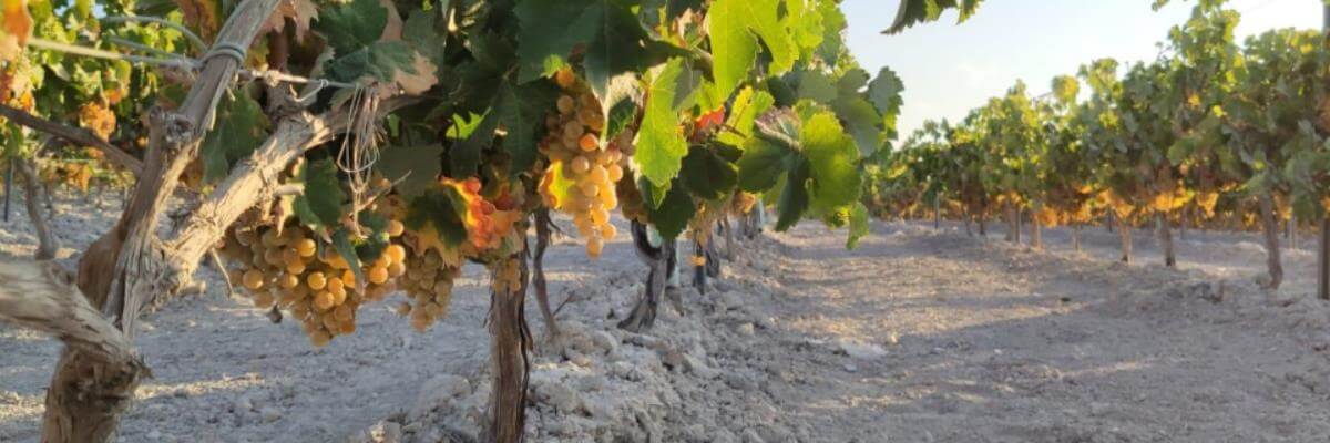 Fotografía de un viñedo o de uva - vinos fortificados - vinos generosos - vinos de jerez - quiero delicatessen - villena - alicante