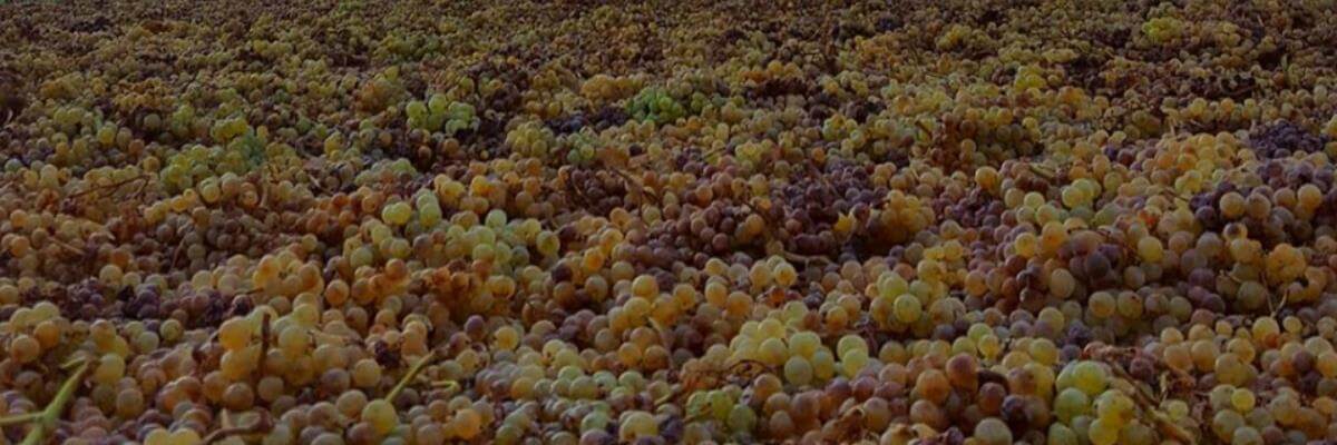 Fotografía de un viñedo o de uva - vinos fortificados - vinos generosos - vinos de jerez - quiero delicatessen - villena - alicante