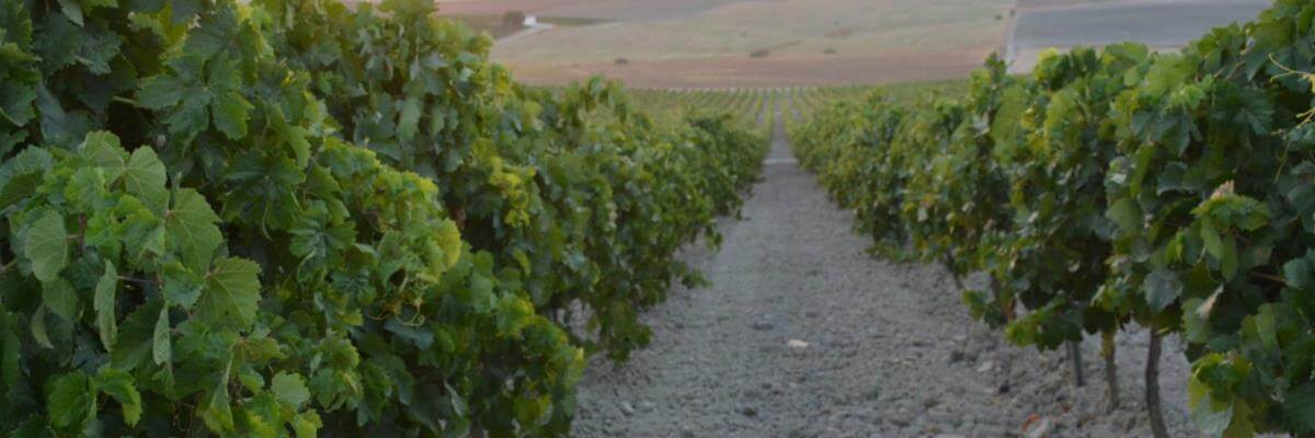 Fotografía de un viñedo o de uva - vinos fortificados - vinos generosos - vinos de jerez - quiero delicatessen - villena - alicante